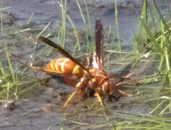 Polistes bellicosus
