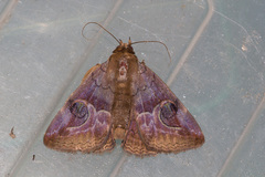 Ommatophora luminosa