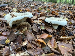 Clitocybe nebularis