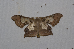 Krananda semihyalina