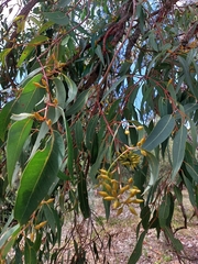 Eucalyptus marginata