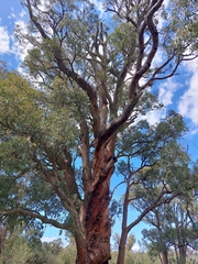 Eucalyptus marginata