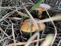 Suillus bovinus