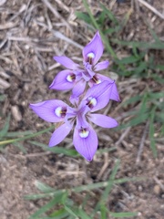 Moraea elliotii