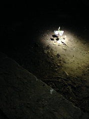 Orychophragmus violaceus