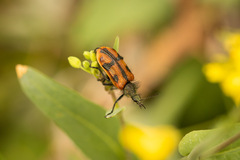 Astylus trifasciatus