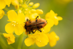 Astylus trifasciatus