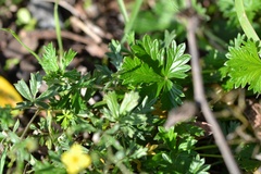 Potentilla erecta