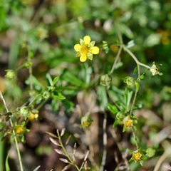 Potentilla erecta