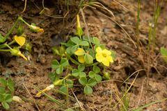 Oxalis megalorrhiza