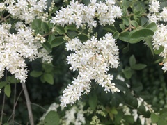 Ligustrum sinense