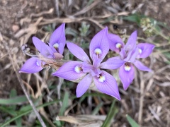 Moraea elliotii