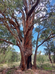 Eucalyptus marginata