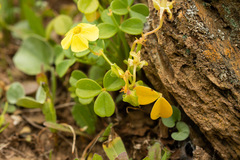 Oxalis megalorrhiza
