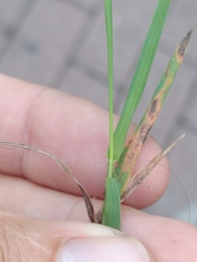 Agrostis stolonifera