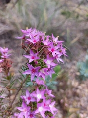 Calytrix