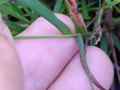 Agrostis stolonifera