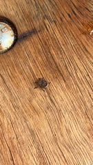 Curculionoidea