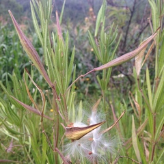 Asclepias mexicana