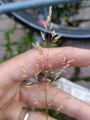 Agrostis stolonifera