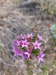 Calytrix
