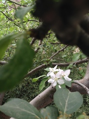 Malus × robusta