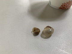 Chosenelix problematica