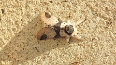 Furcula modesta