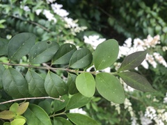 Ligustrum sinense