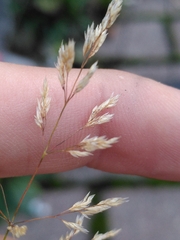 Agrostis stolonifera