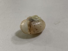 Chosenelix problematica