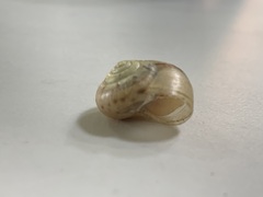 Chosenelix problematica