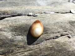 Pilosabia trigona