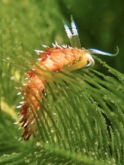Mollusca