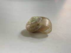 Chosenelix problematica