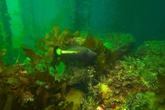 Meuschenia flavolineata