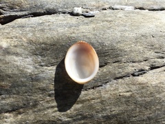 Pilosabia trigona