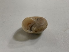 Chosenelix problematica