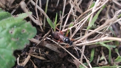 Pimpla rufipes