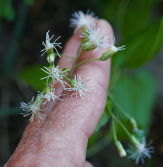 Ageratina rothrockii