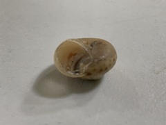 Chosenelix problematica