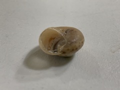 Chosenelix problematica