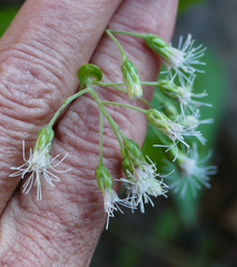 Ageratina rothrockii