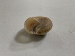 Chosenelix problematica