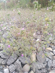 Galeopsis angustifolia