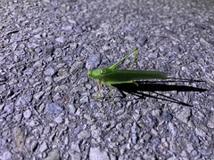 Sinochlora longifissa