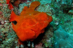 Antennarius commerson
