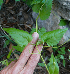 Ageratina rothrockii