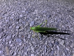 Sinochlora longifissa