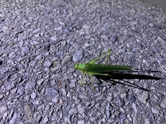 Sinochlora longifissa